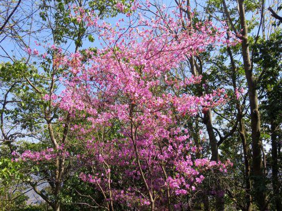 コバノミツバツツジ