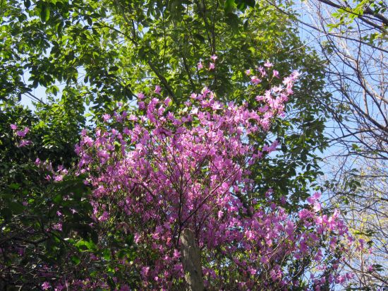 コバノミツバツツジ