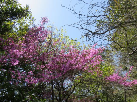 コバノミツバツツジ