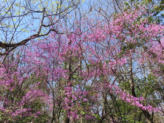 コバノミツバツツジ