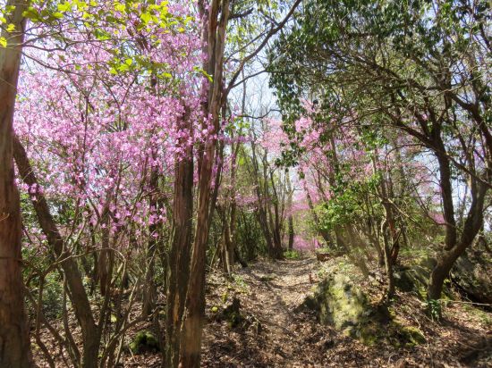 コバノミツバツツジ