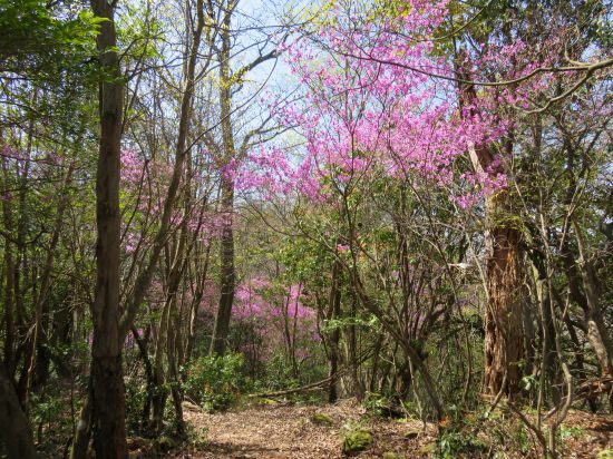 コバノミツバツツジ