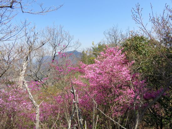 コバノミツバツツジ