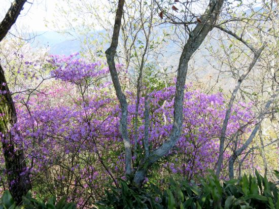 コバノミツバツツジ