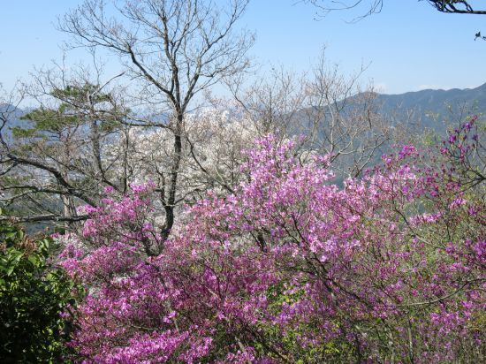 コバノミツバツツジ