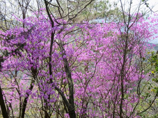 コバノミツバツツジ