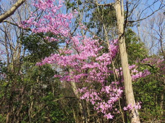 コバノミツバツツジ