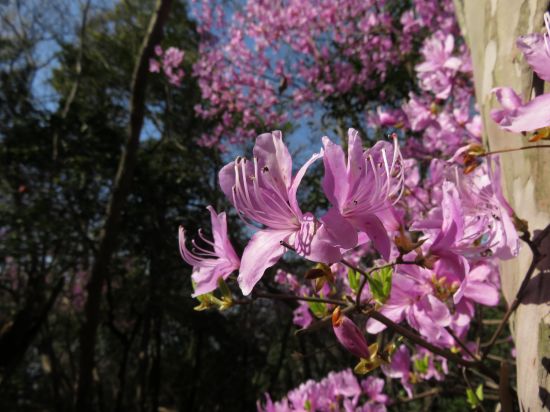 コバノミツバツツジ