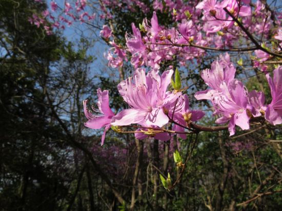コバノミツバツツジ