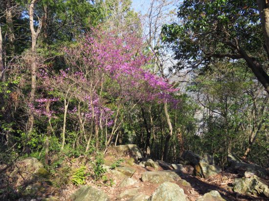 コバノミツバツツジ