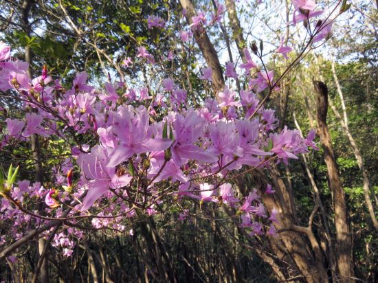 コバノミツバツツジ