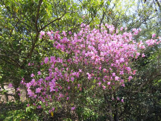 コバノミツバツツジ