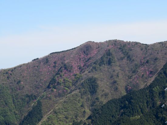 アケボノツツジ