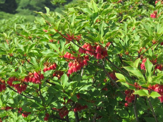 ツクシドウダン