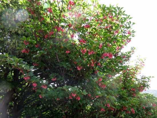 ツクシドウダン