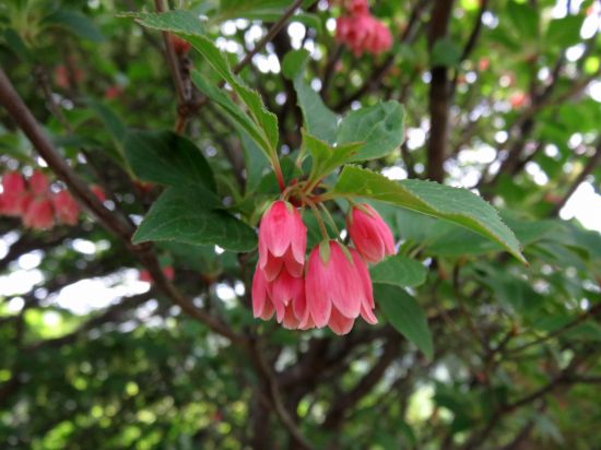 ツクシドウダン