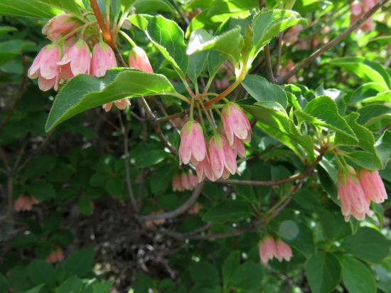 ツクシドウダン