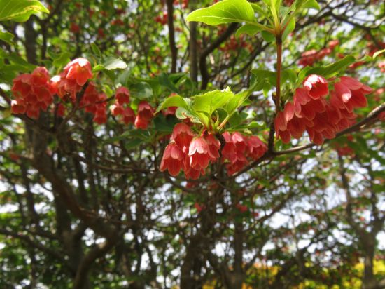 ツクシドウダン