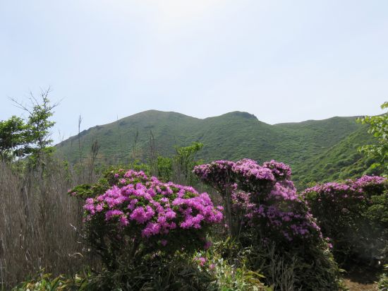 ミヤマキリシマ