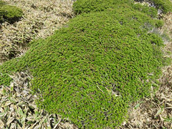 ミヤマキリシマ