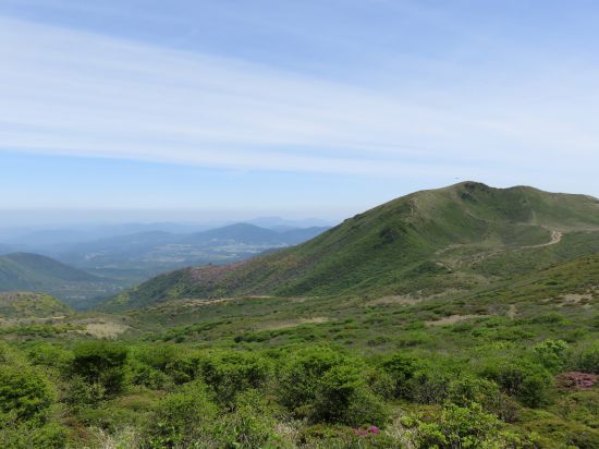 ミヤマキリシマ