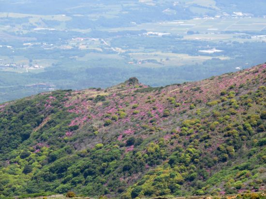 ミヤマキリシマ