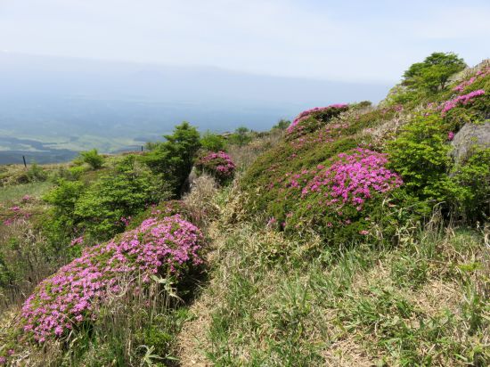 ミヤマキリシマ