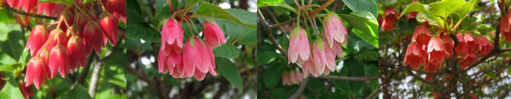 ツクシドウダン