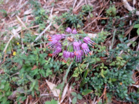 ヤマラッキョウ