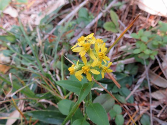 アキノキリンソウ