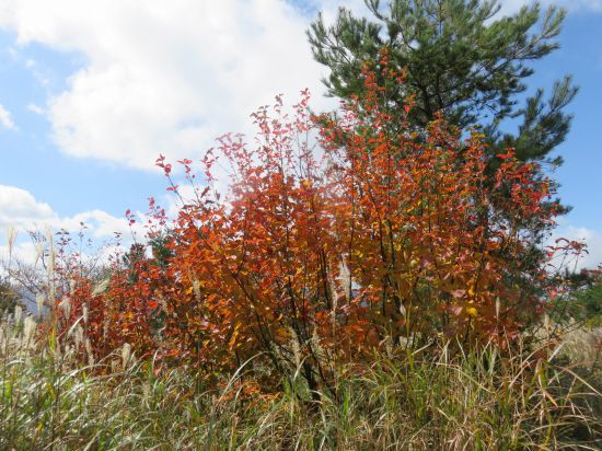 ウリハダカエデ