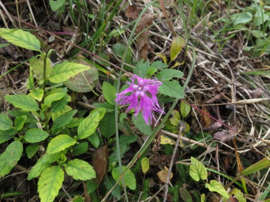 カワラナデシコ