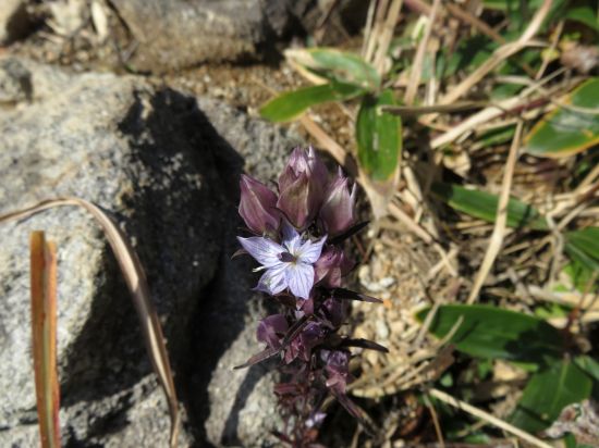 ムラサキセンプリ