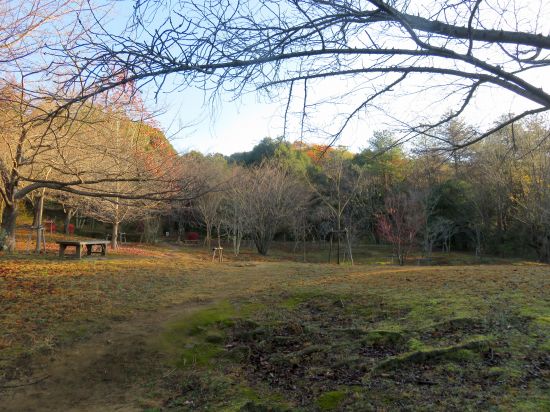 桜の広場