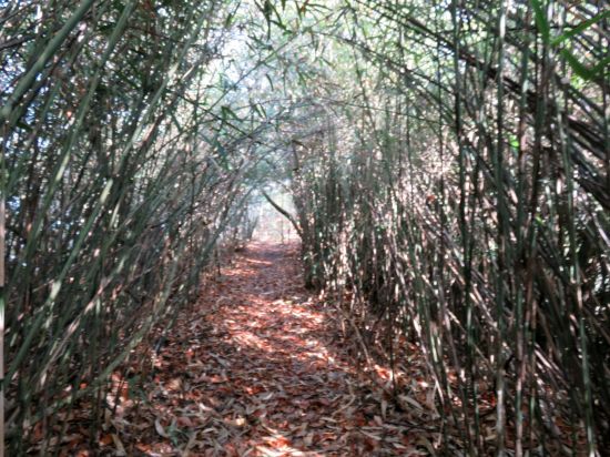 矢竹のトンネル