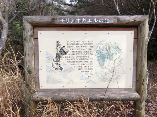 モリアオガエルの池