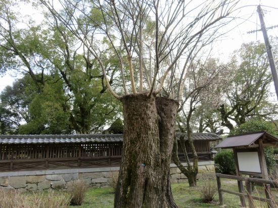 ガンバってる木