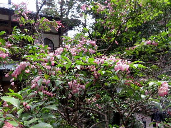 アケボノアセビ