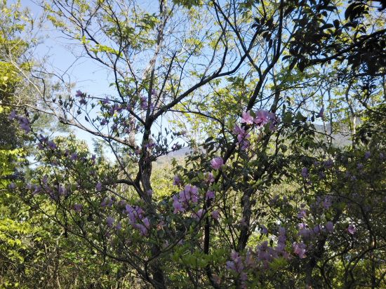 コバノミツバツツジ