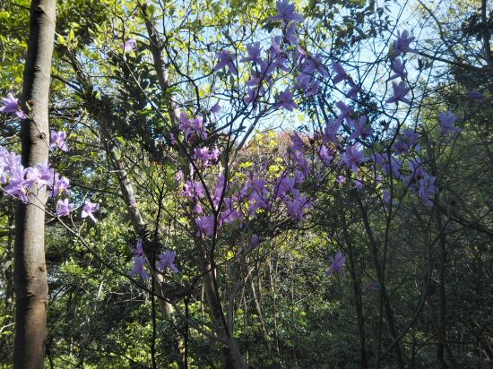 コバノミツバツツジ