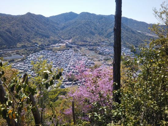 コバノミツバツツジ