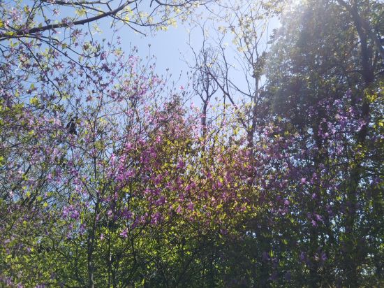 コバノミツバツツジ