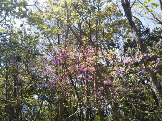 コバノミツバツツジ