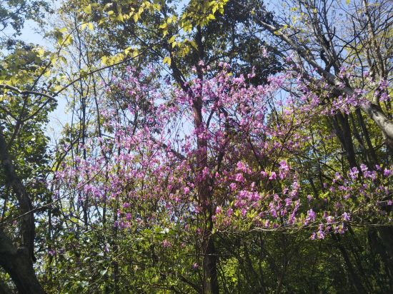 コバノミツバツツジ