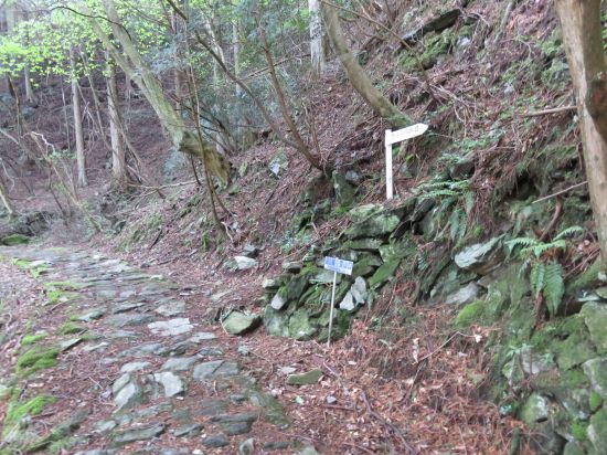 柳谷・馬の背分岐