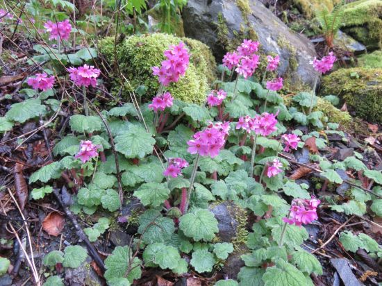 シコクカッコウソウ