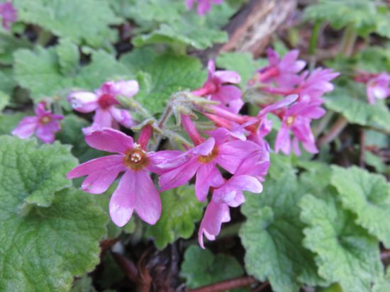 シコクカッコウソウ