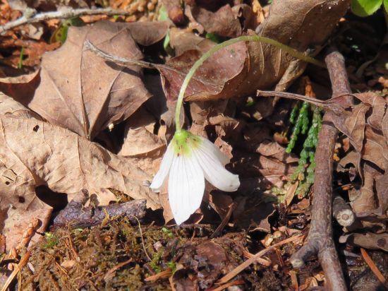 ミヤマカタバミ