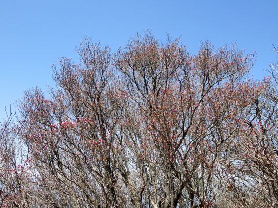 アケボノツツジ