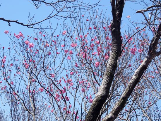 アケボノツツジ